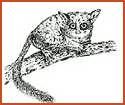 Bushbaby